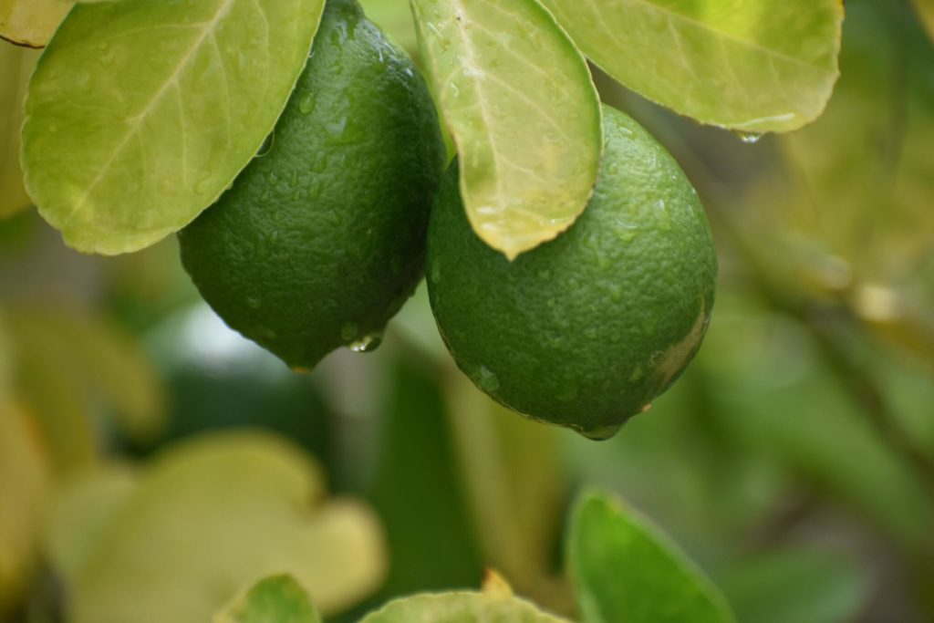 Caipirinha VS. Mojito