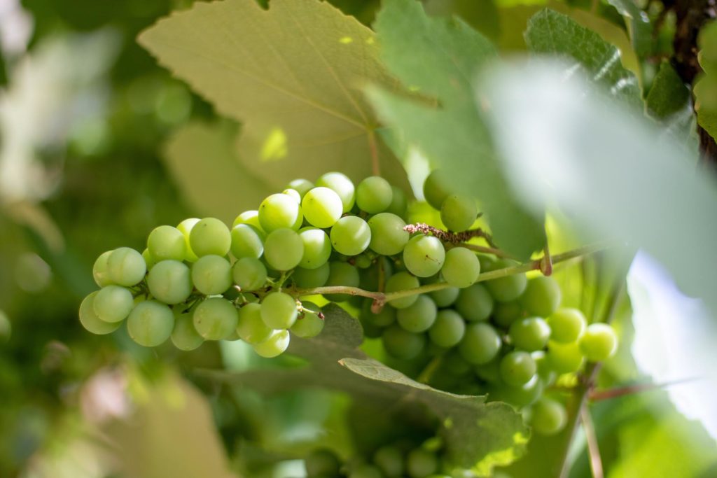 vinicolas do brasil