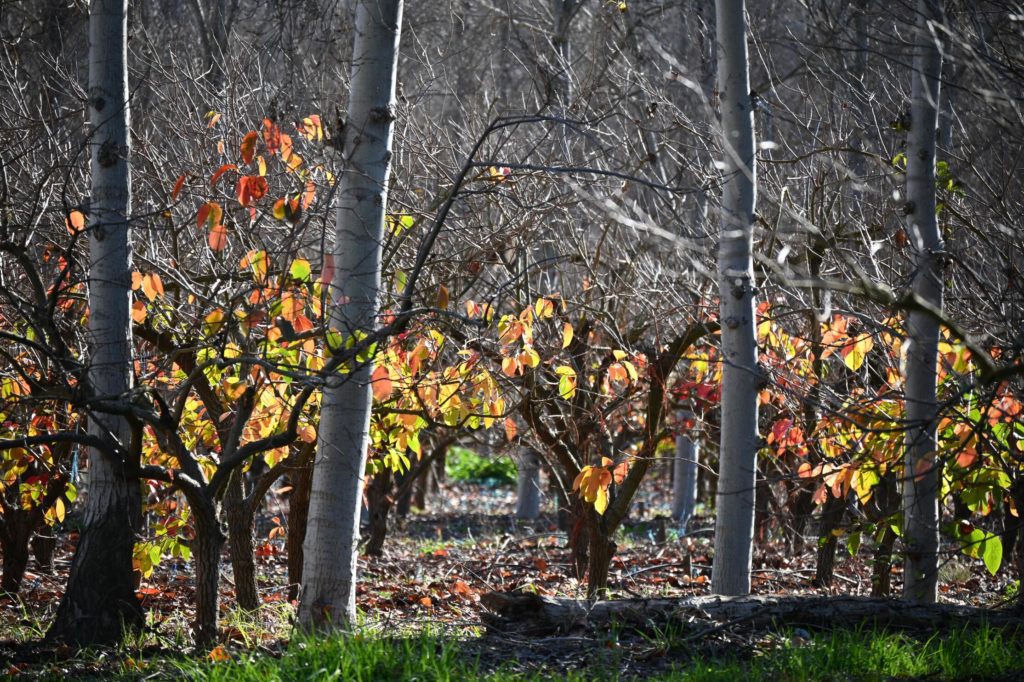 vinicola na África do sul